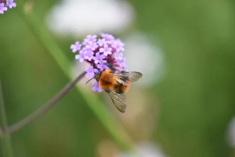 Bee Foto stock