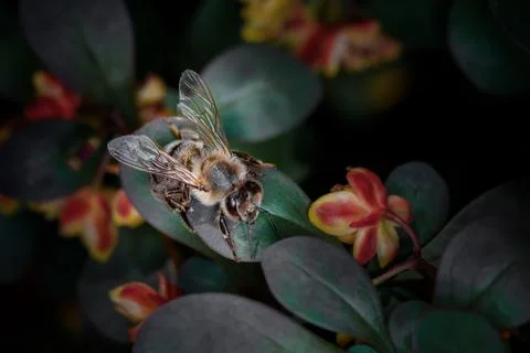 The bee Stock Photos