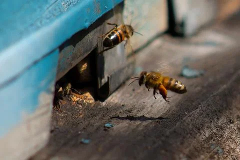Bee Stock Photos