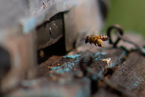Bee Stock Photos
