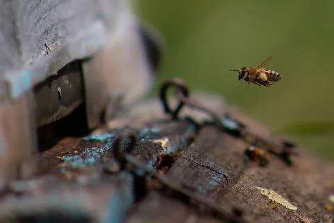 Bee Stock Photos