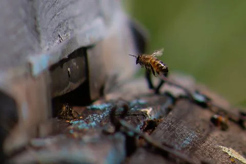 Bee Stock Photos