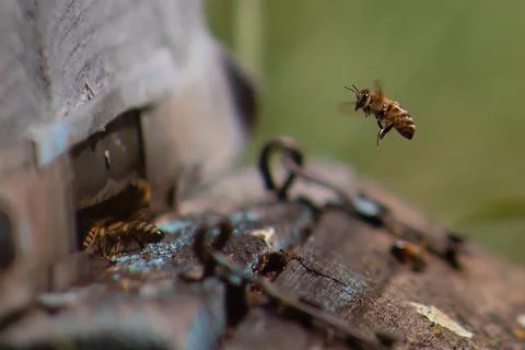 Bee Stock Photos