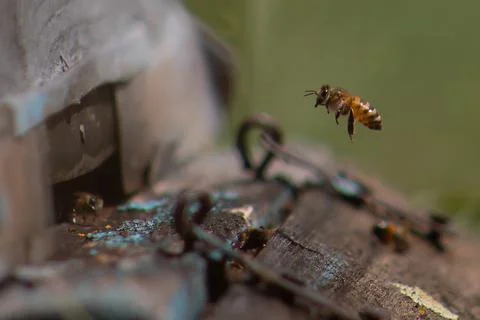 Bee Stock Photos
