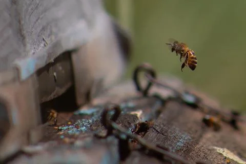 Bee Stock Photos
