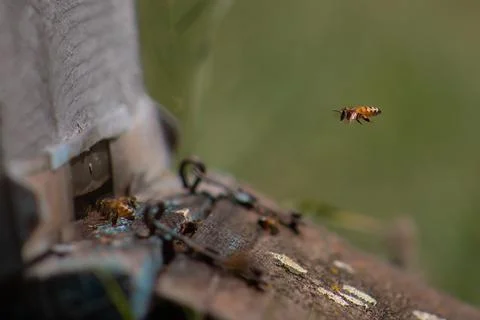Bee Stock Photos