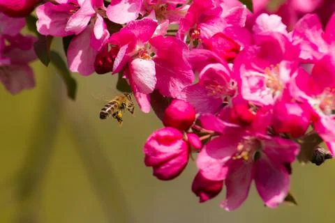 Bee Stock Photos