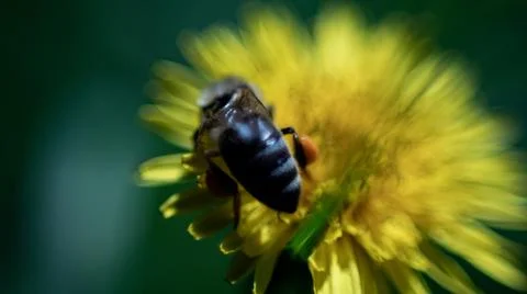 Bee Photos
