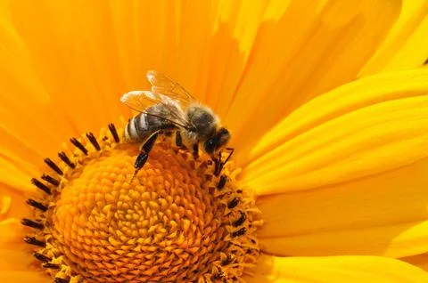Bee Stock Photos