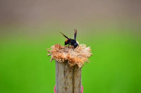 Bee Stock Photos