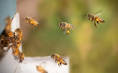 Bee Stock Photos