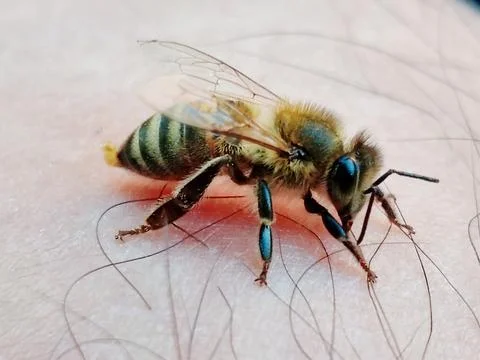 Bee Stock-Fotos