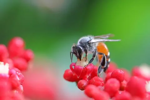Bee Foto stock
