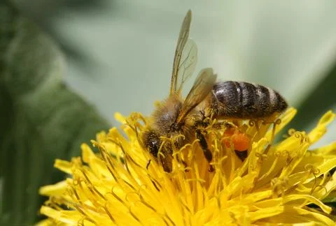 Bee Stock Photos