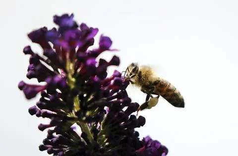 Bee Stock Photos