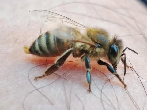 The bee Stock Photos