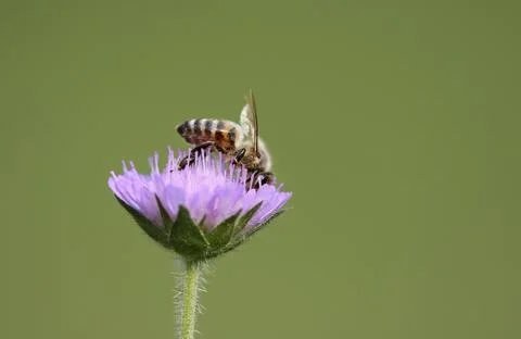Bee Stock Photos