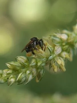 Bee Stock Photos