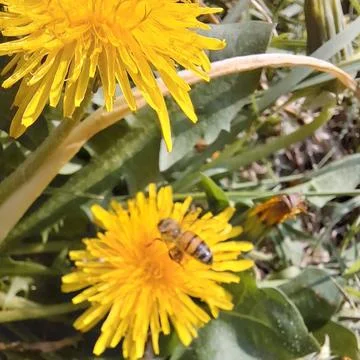Bee Stock Photos