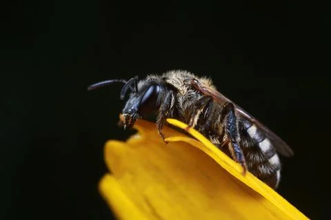 Bee Stock Photos