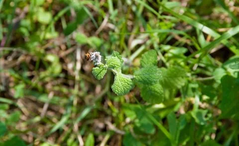 Bee Stock Photos