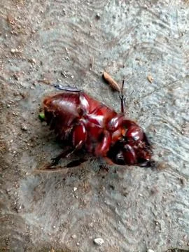 Bee Stockfoto's