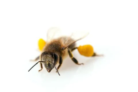 Bee Stock Photos