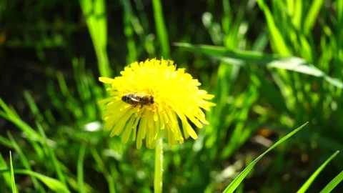 A Bee Pick up Honey From a Dandelion. Video stock 83715295