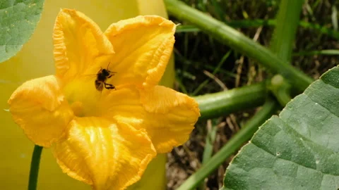 Bee picked nectar inside pumpkin blossom, squash flower. A working bee flew o Stock Footage 221292578