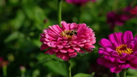 A bee picking flowers Stock Footage 169732607
