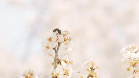Bee picking pollen from blooming white flowers Stock Footage 153508346