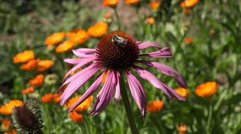 Bee picking pollen from  coneflower echinacea flower, 4K Video stock 53758951