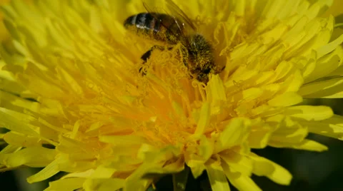 Bee  picking pollen on a dandelion bloom Stock Footage 63117837