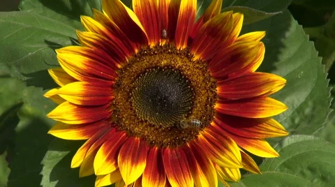 Bee picking pollen Stock Footage 67666490