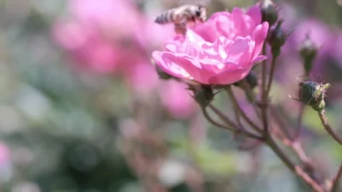 Bee picking pollen in rose flower Stock Footage 241550622