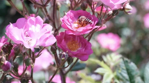 Bee picking pollen in rose flower Stock Footage 241550654