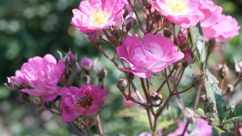 Bee picking pollen in rose flower Stock Footage 241550656