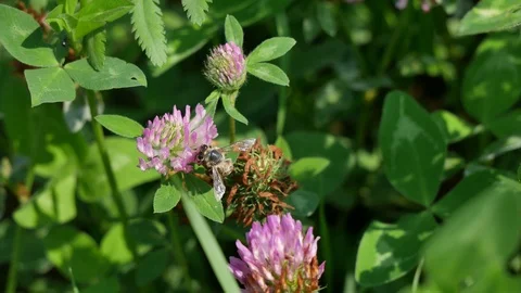 The bee picks honey. Stock Footage 116651441