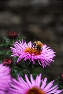 Bee on a pink aster flower Stock Photos