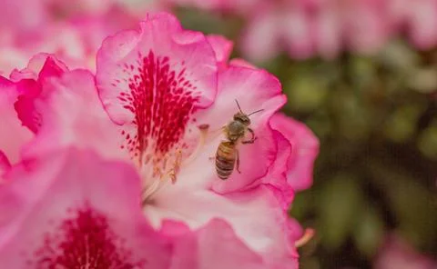 Bee on Pink Azalea Stock Photos