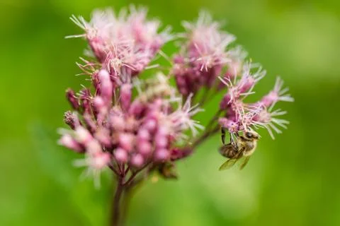 Bee on Pink Bulbs 库存照片