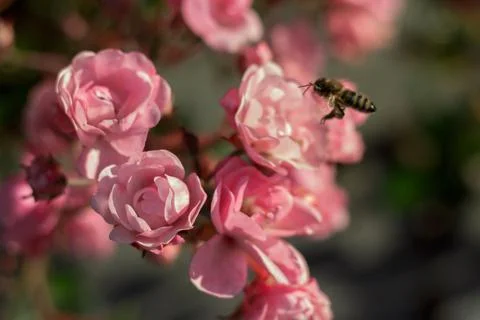 Bee on pink bush rose Stock Photos