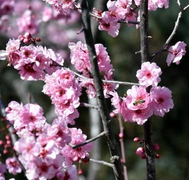 Bee on a pink cherry blossoms Foto stock