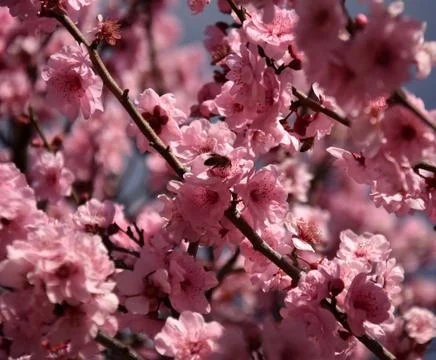 Bee on a pink cherry blossoms Stock Photos