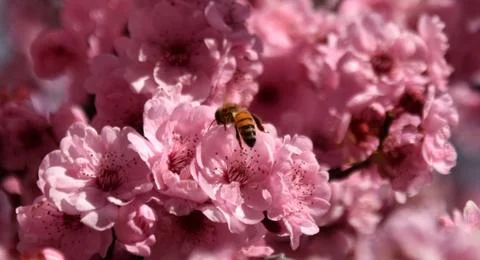 Bee on a pink cherry blossoms Stock Photos