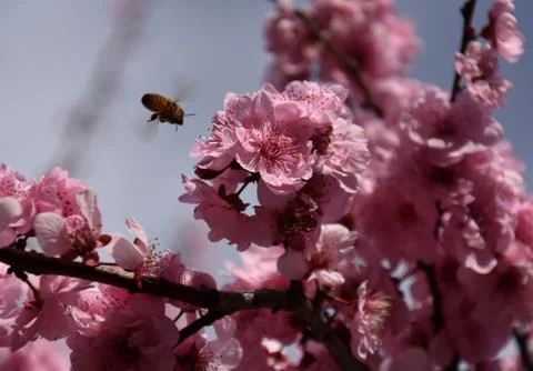 Bee on a pink cherry blossoms Stock Photos