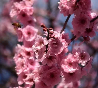 Bee on a pink cherry blossoms Stock Photos
