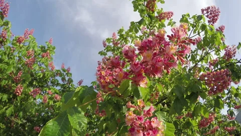 Bee on a pink chestnut 스톡 동영상 90758456