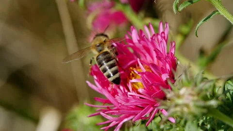 Bee on Pink China Aster, Gathering Pollen in Slow Motion, Macro Shot Stock Footage 282862933