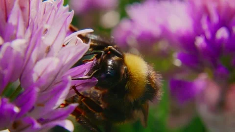 Bee on pink chive flower Vidéo 345710568